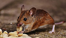 Find Exterminators in Preston County